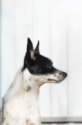Stylish and minimalistic photo of a dog in profile  portrait of a basenji on a simple background