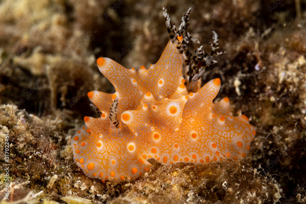 The most beautiful underwater snails of the Indian and Pacific Ocean The most beautiful underwater snails of the Indian and Pacific Ocean