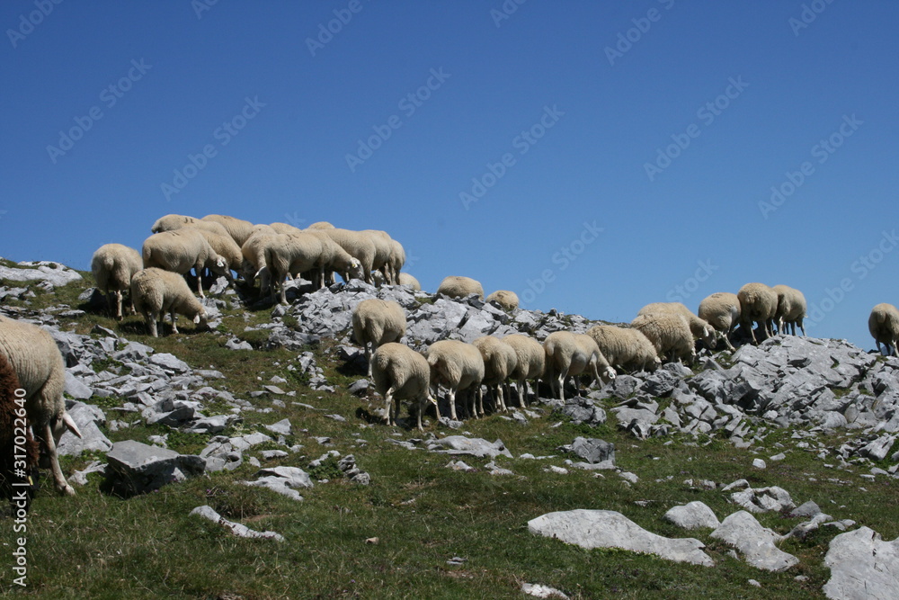 Fototapeta premium pasture