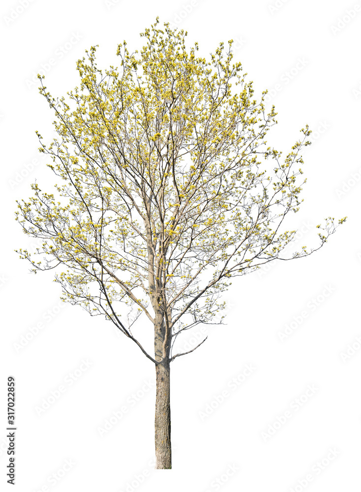 spring yellow blossoming large maple on white
