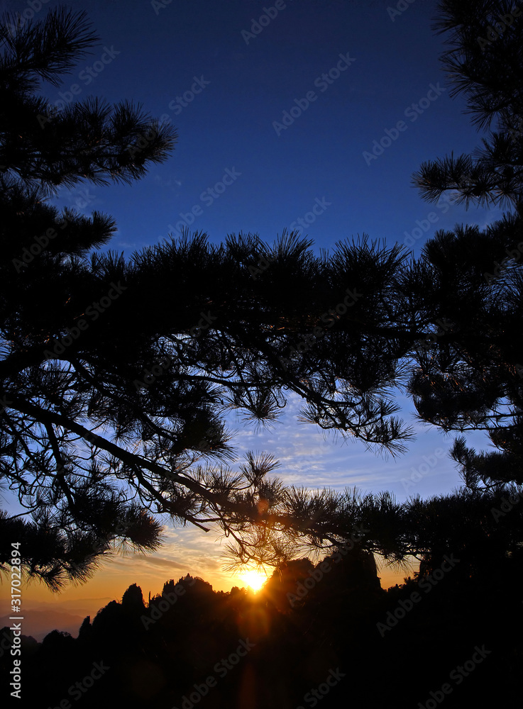 Huangshan Mountain in Anhui Province, China. Sunrise over Huangshan viewed through pine trees in silhouette. Portrait orientation. Sunrise near the summit of Huangshan Mountain, China
