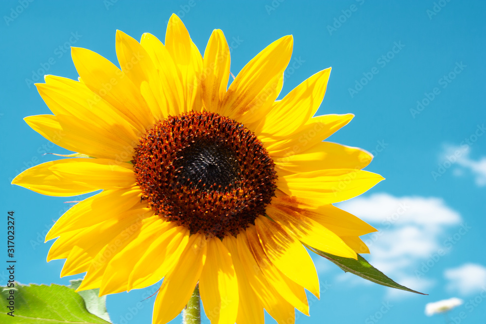 Bright yellow sunflower under the summer sky, with copy-space. Germany Bright yellow sunflower under the summer sky, with copy-space. Germany