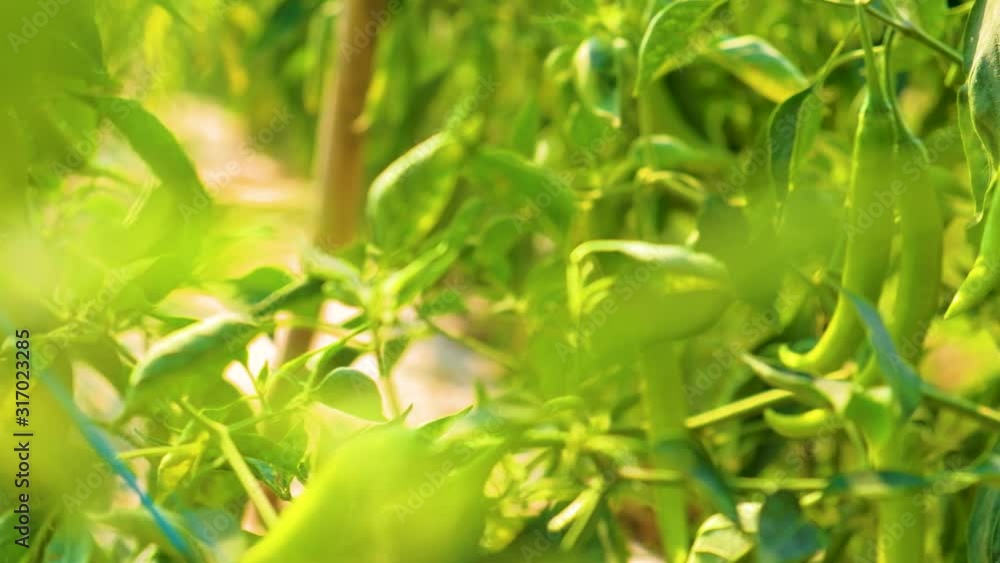 Organic Chilli or pepper plantation in garden Organic Chilli or pepper plantation in garden