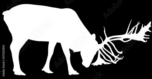 one reindeer silhouette isolated on black