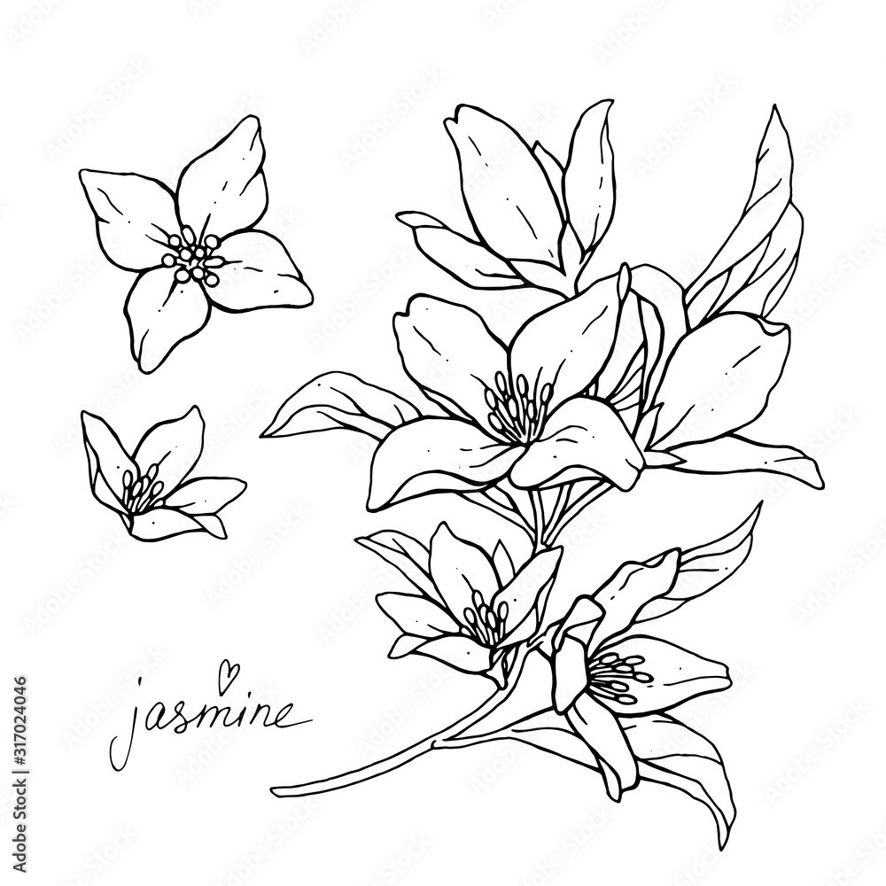 Leaf Jasmine Flower Ai Generated. Tea Petal, Summer Plant, Top Outline Leaf Jasmine  Flower Illustration Stock Photo, Picture and Royalty Free Image. Image  208729522.