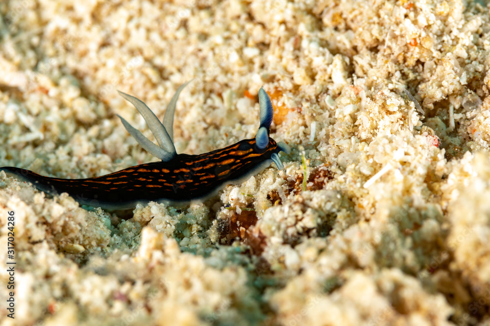 The most beautiful underwater snails of the Indian and Pacific Ocean The most beautiful underwater snails of the Indian and Pacific Ocean
