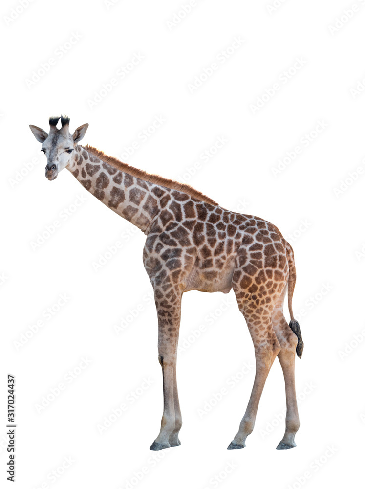 Obraz premium Giraffe isolated on a white background.