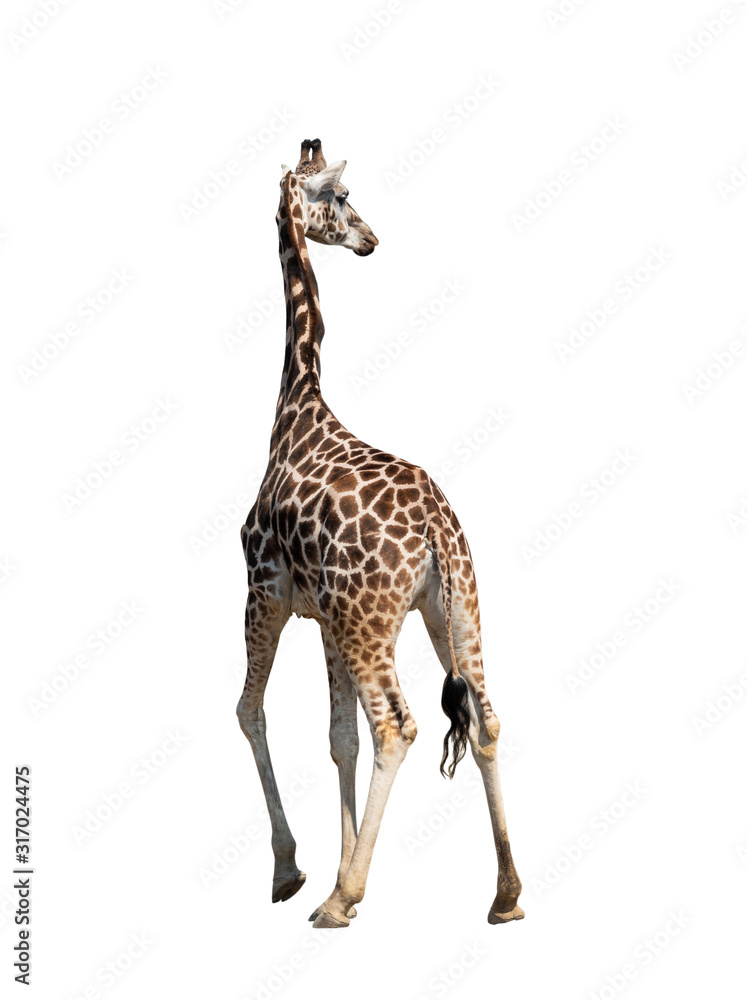 Fototapeta premium Giraffe isolated on a white background.