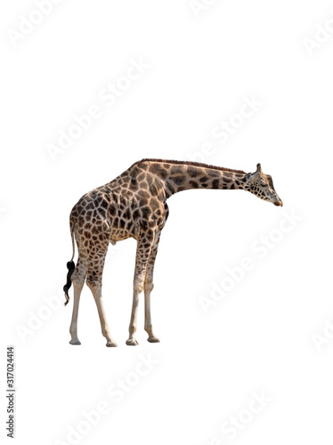 Giraffe isolated on a white background.