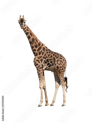 Giraffe isolated on a white background.