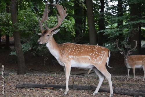 Beautiful deer