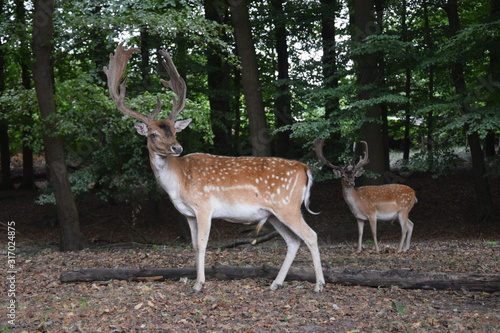 Deer