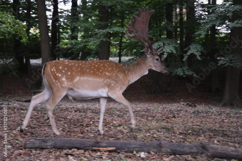 Awesome deer
