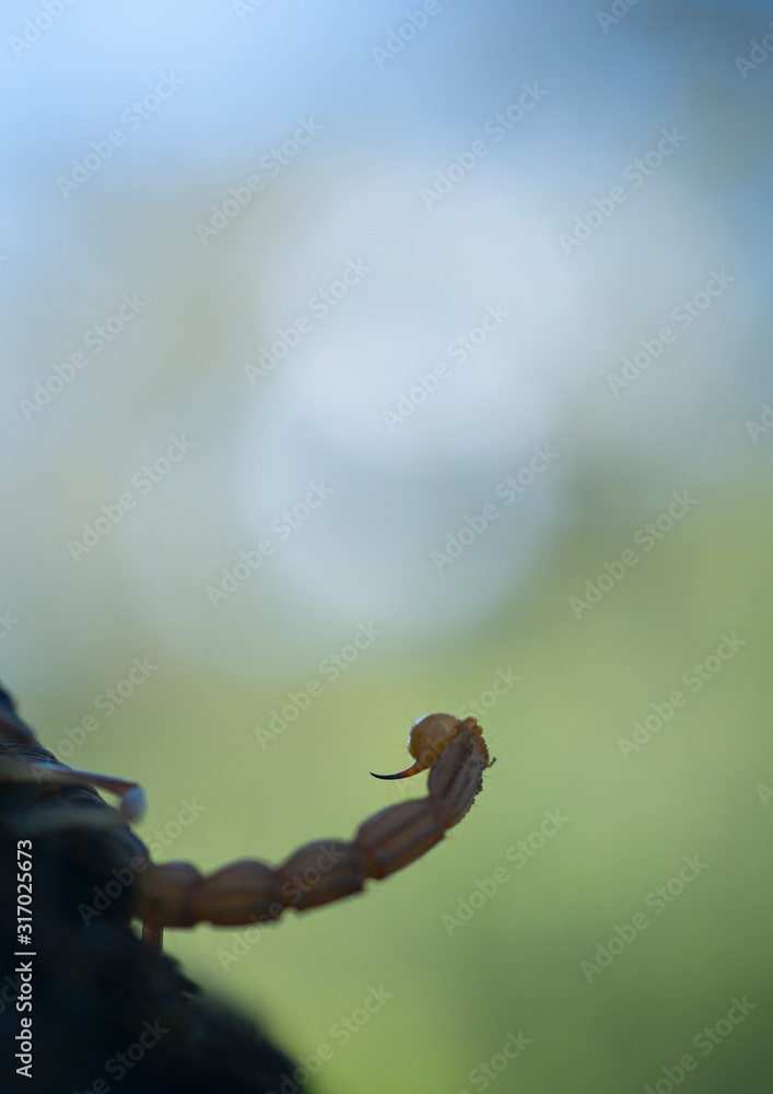 COMMON YELLOW SCORPION - Escorpión común, amarillo o alacrán (Buthus occitanus)