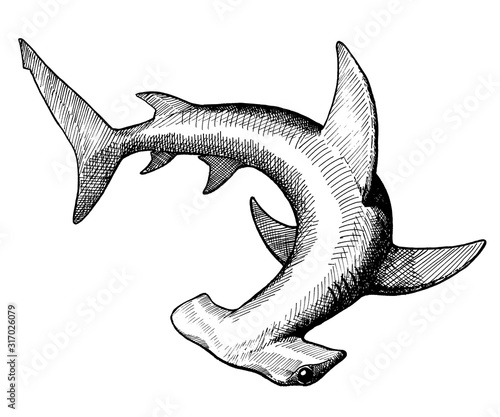 hammer fish, vintage black ink hand drawn illustration