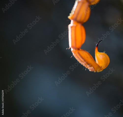 COMMON YELLOW SCORPION - Escorpión común, amarillo o alacrán (Buthus occitanus) photo