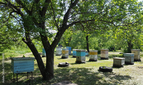 Spring landscape with authentic apiary on a sunny day with lots of beehives.
