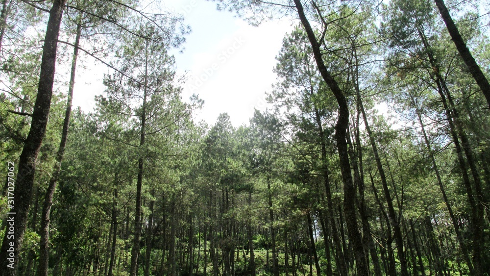 beautiful natural scenery on the hill looks high and big trees in the wind
