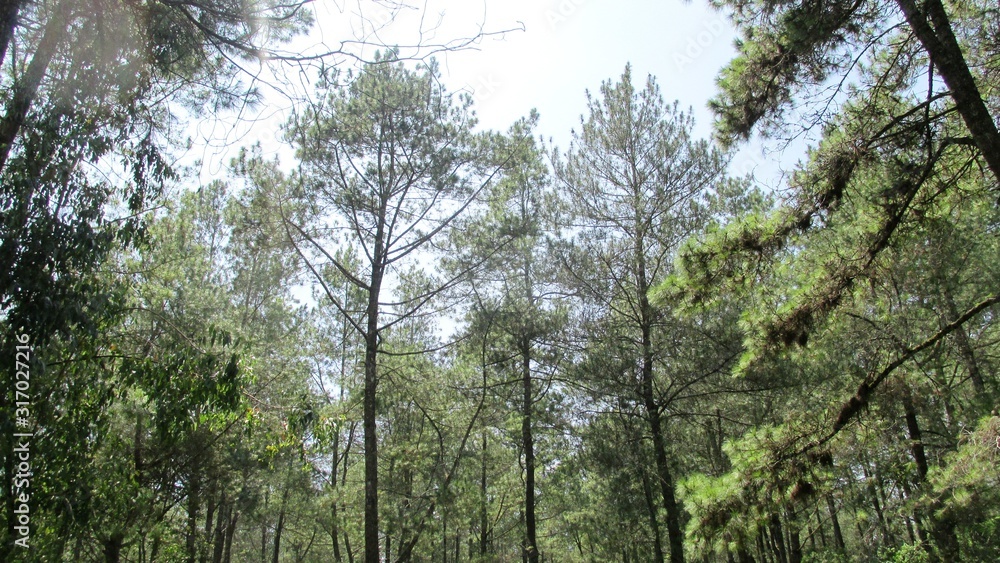 beautiful natural scenery on the hill looks high and big trees in the wind beautiful natural scenery on the hill looks high and big trees in the wind