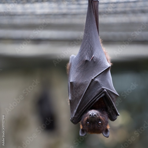 Fotografering Closeup of a brown bat looking at the camera with a blurry background