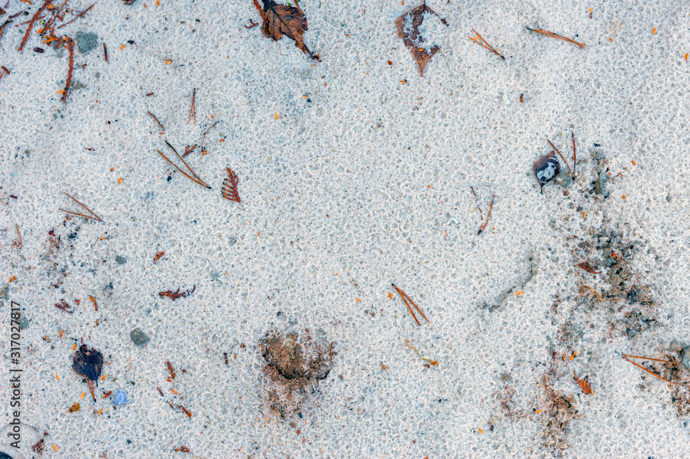 background of fine white sand with pine leaves and needles background of fine white sand with pine leaves and needles