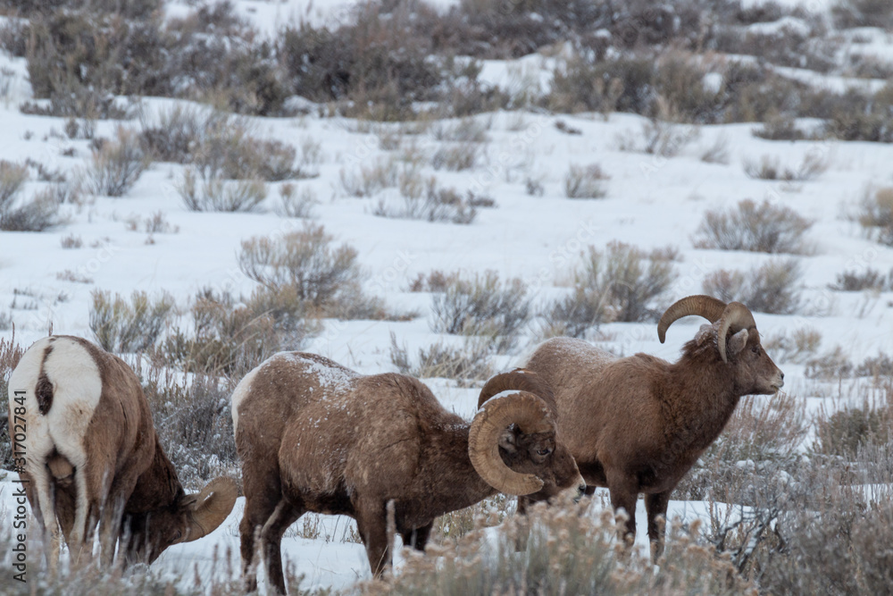 Naklejka premium Bighorn Sheep in Winter n Wyoming