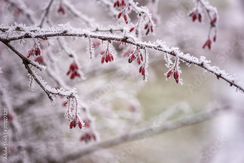 Frozen barberry branch with red berries growing in the garden, natural winter background, macro image with selective focus © larauhryn