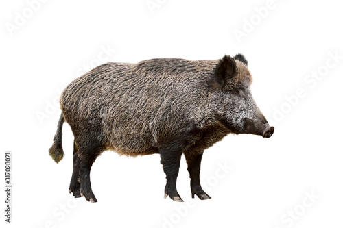Leinwand Poster Wild boar (Sus scrofa) against white background