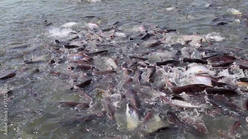 fish in a fish farm during feeding