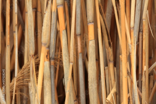 bamboo on a white background