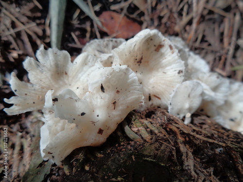 natural white mushroom with dried bamboo leaves and branch in the nature