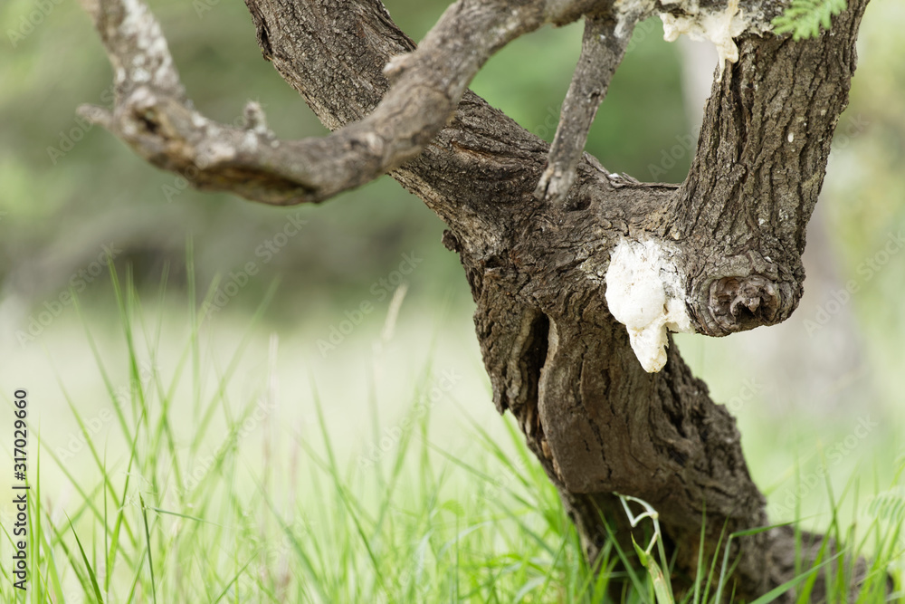 Foam-nest tree frog nest on branch above a small pond