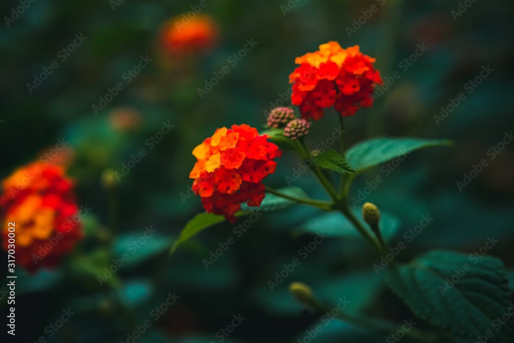 Lantana flowers with green leaves background.