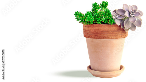 Succulent Flowers Echeveria in clay pot isolated on white with shadow, copy space left. Clipping path