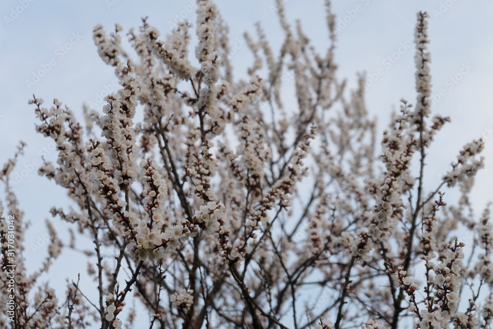Cherry blossoms in spring. Cherry blossoms against a clear sky Cherry blossoms in spring. Cherry blossoms against a clear sky