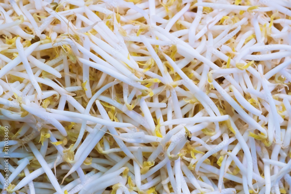 Close up Organic mung bean sprout for food, thai street food market Close up Organic mung bean sprout for food, thai street food market