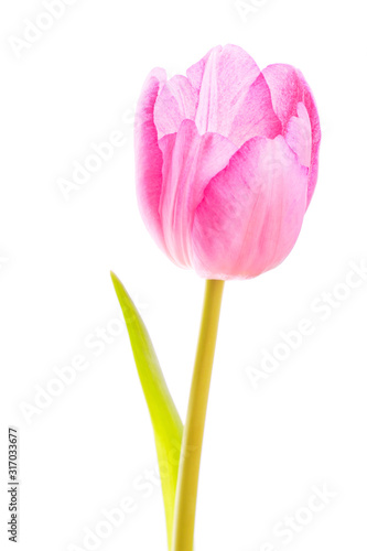 Bright purple tulip on white background