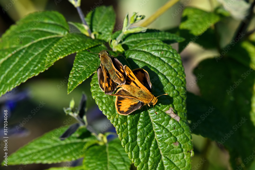 Male and female fiery skipper or Hylephila phyleus mating on a sunny autumn day. It is a butterfly of the family Hesperiidae and is approximately 1 inch long. The males are orange with black spots. Male and female fiery skipper or Hylephila phyleus mating on a sunny autumn day. It is a butterfly of the family Hesperiidae and is approximately 1 inch long. The males are orange with black spots.