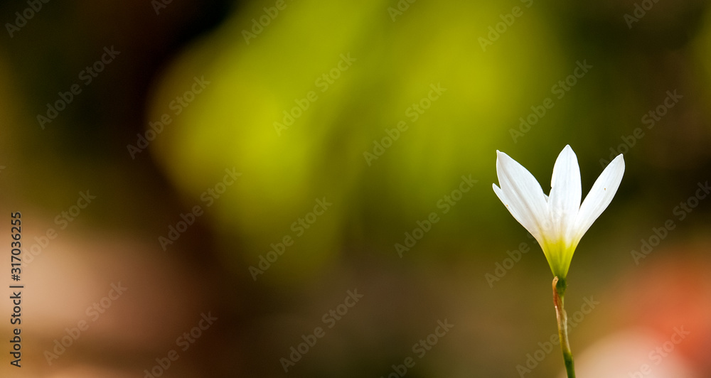 closeup of a flower with blured background copy space for text closeup of a flower with blured background copy space for text