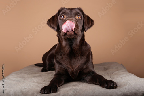 Fotografia Dog labrador puppy brown chocolate in studio, isolated background headshots of one year old dog