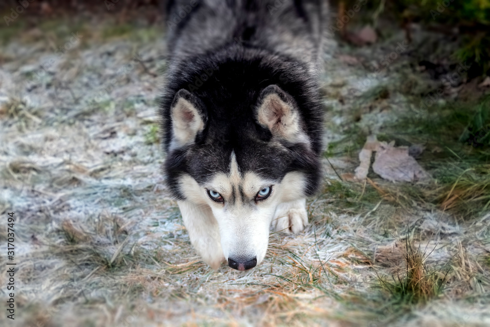 Siberian husky dog sneaks. Portrait of a dog, front view, husky looking at the camera.