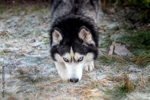 Siberian husky dog sneaks. Portrait of a dog  front view  husky looking at the camera.