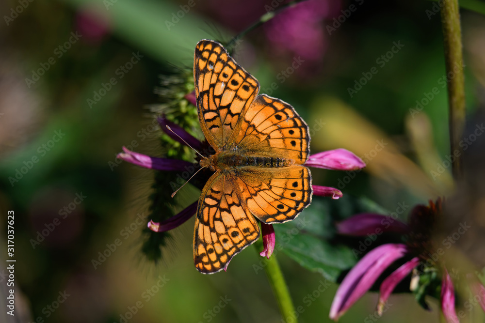 Obraz premium Euptoieta Claudia or variegated fritillary on Echinacea flower. It is a North and South American butterfly in the family Nymphalidae. Echinacea is an herbaceous plant in the daisy family
