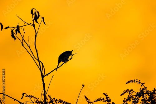 Shodow of bird on tree