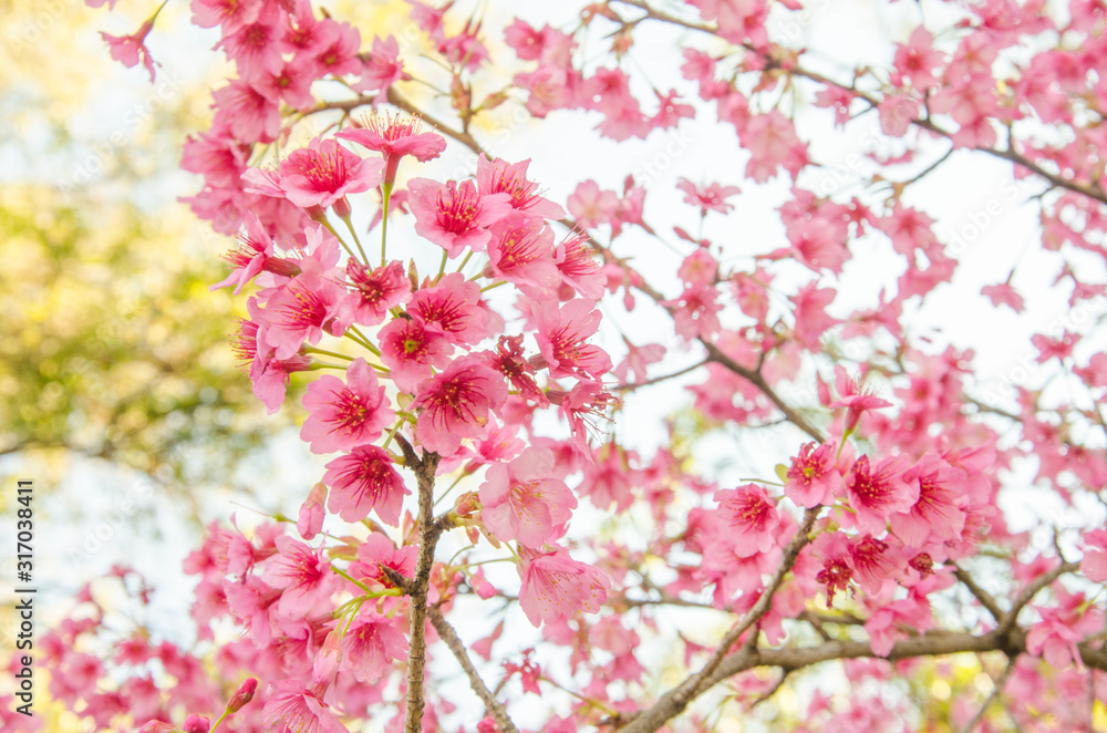 Cherry blossom, flowers of sakura, Japanese cherry tree Cherry blossom, flowers of sakura, Japanese cherry tree