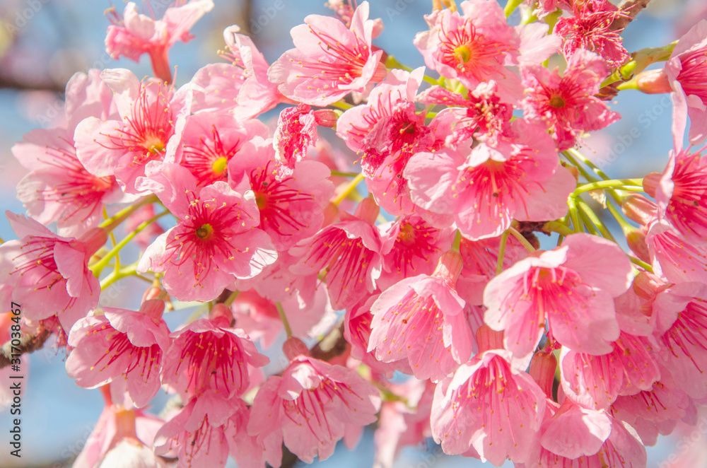 Cherry blossom, flowers of sakura, Japanese cherry tree