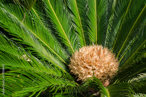 Female cycad sago palm, Cycas revoluta photo