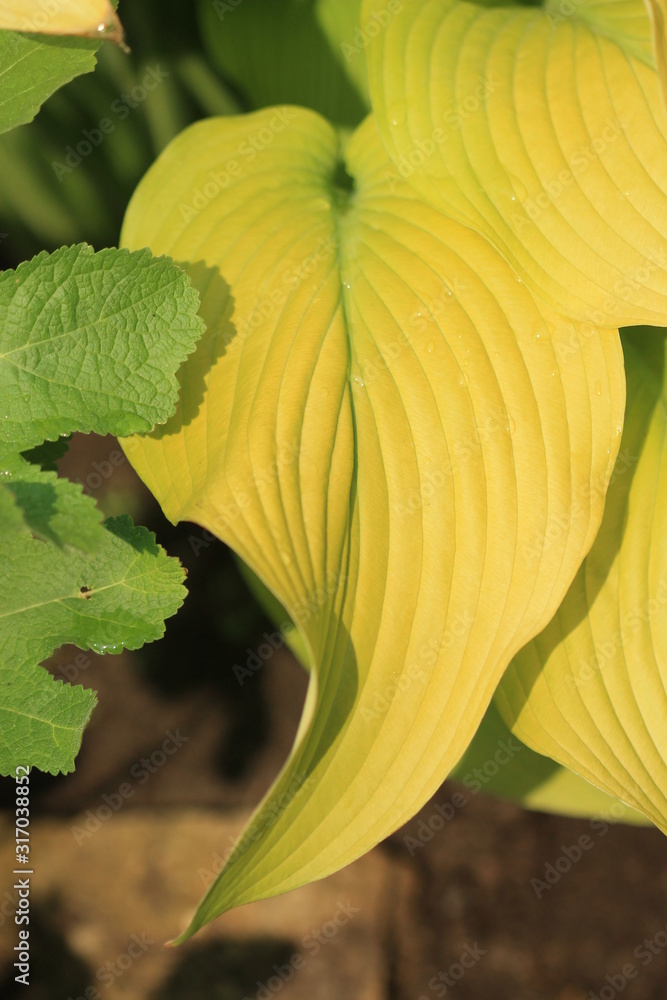 Cuadro en lienzo hosta leaf