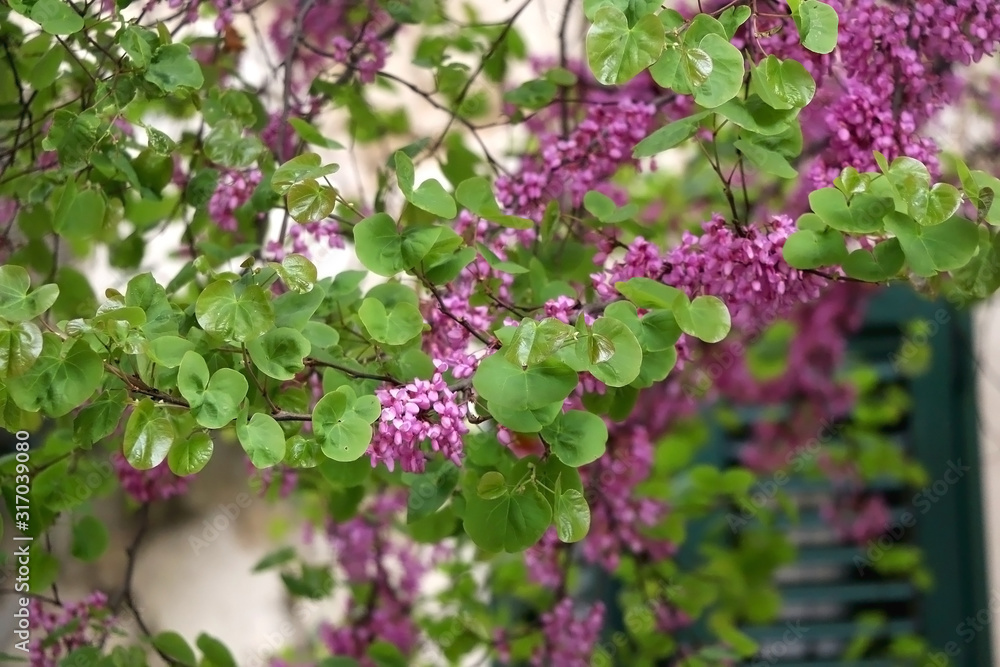 Purple flowers in front of old mediterranean style window. Selective focus. Purple flowers in front of old mediterranean style window. Selective focus.