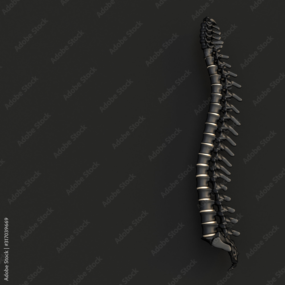 black and gold backbone on a black flat lay style black and gold backbone on a black flat lay style